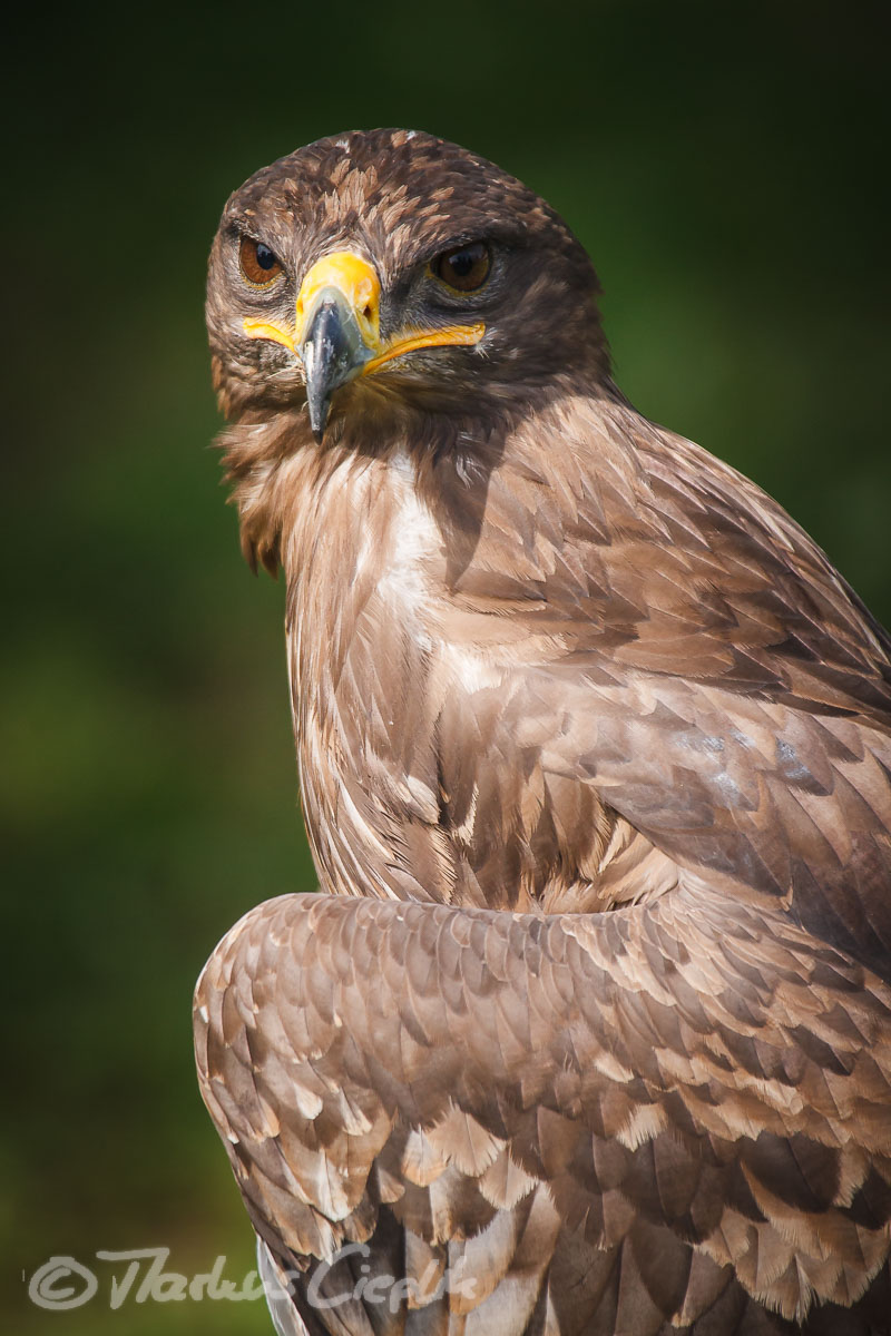 Canon EOS 7D | ISO 800 | EF100-400mm f/4.5-5.6L IS USM bei 400 mm | ¹⁄₁₂₅₀ Sek. bei f/5,6