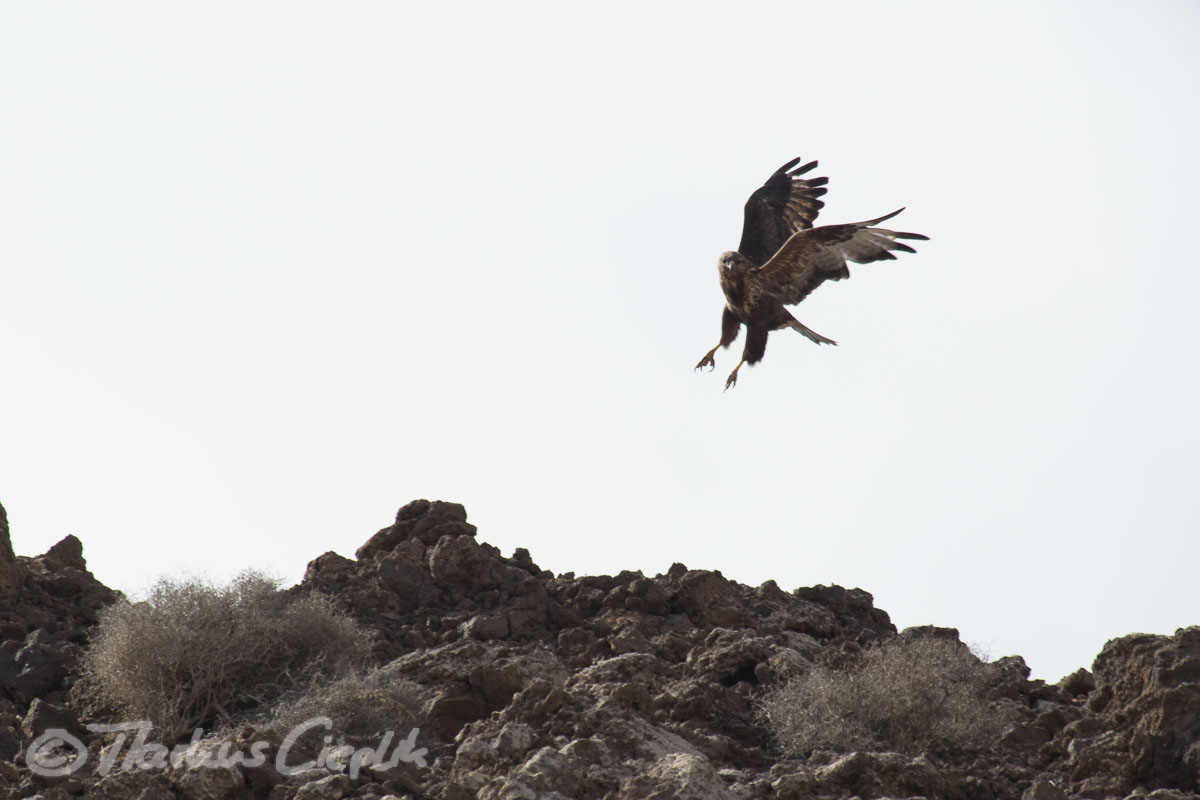 Canon EOS 7D Mark II | ISO 800 | EF100-400mm f/4.5-5.6L IS USM bei 560 mm | ¹⁄₁₆₀₀ Sek. bei f/8,0