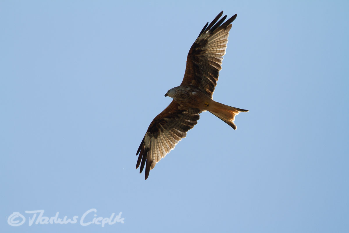 Canon EOS 7D | ISO 400 | EF500mm f/4L IS USM bei 500 mm | ¹⁄₂₅₀₀ Sek. bei f/5,6